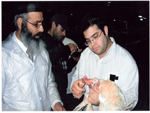 שחיטת עופות